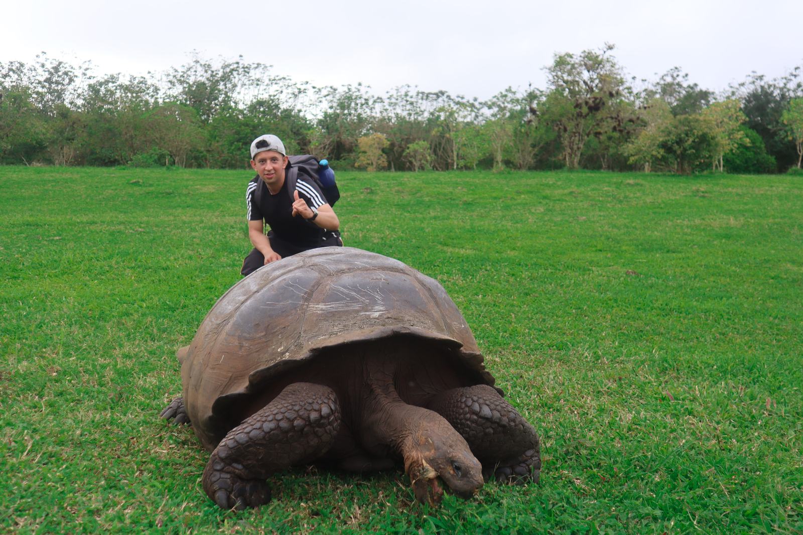 Tortuga gigante de Galápagos en su hábitat natural en el Rancho de Tortugas, Santa Cruz